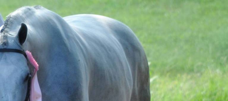 Topline of an overweight gray pony