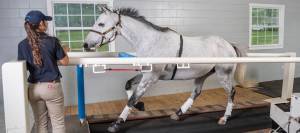 Gray research horse cantering on treadmill at KER