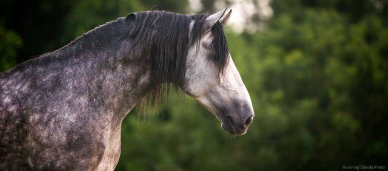 Majestic gray horse standing in a field with a flowing mane and forelock.