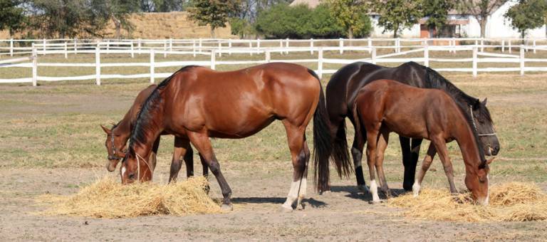 Mares and foals eating hay in pasture