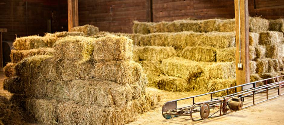 Effect of Feeding Moldy Hay or Feed to Horses