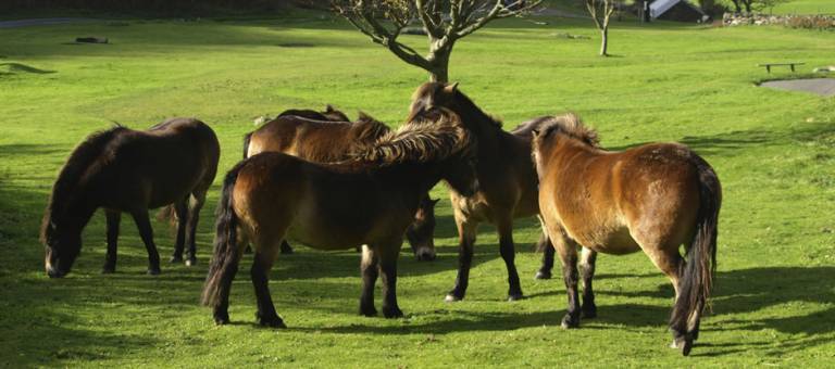 Exmoor Ponies in pasture