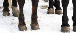 Close-up of hooves in snow