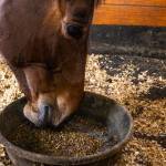 Horse eating grain from a ground feed pan in a stall.