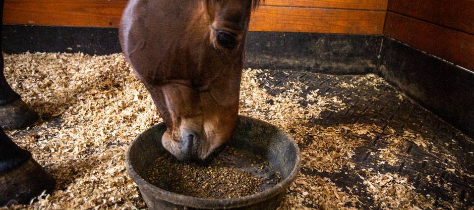 Horse eating grain from a ground feed pan in a stall.