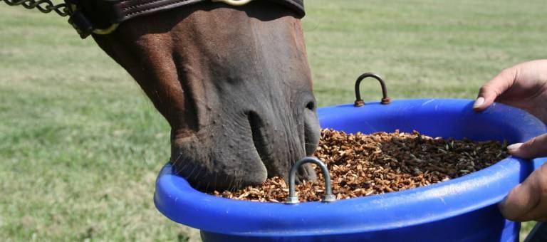 Horse eating grain