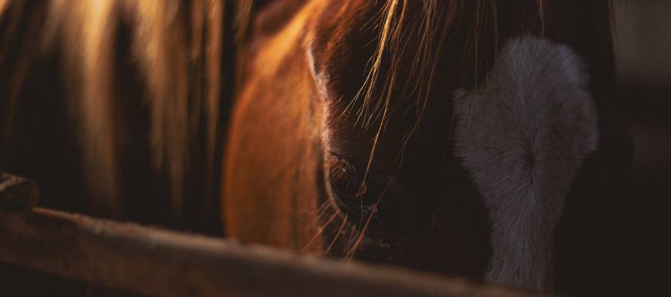 Close-up of horse's eye
