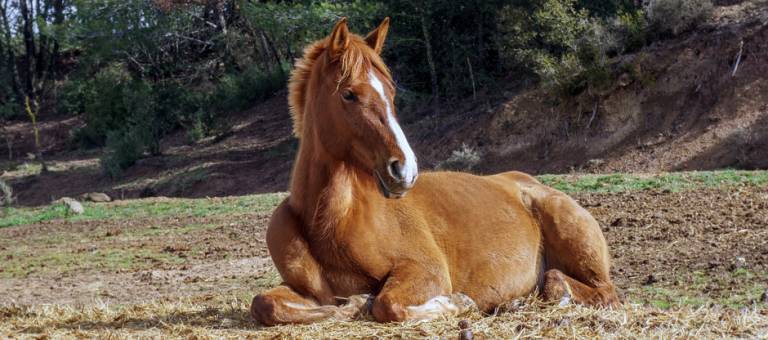 Horse laying down in a muddy field