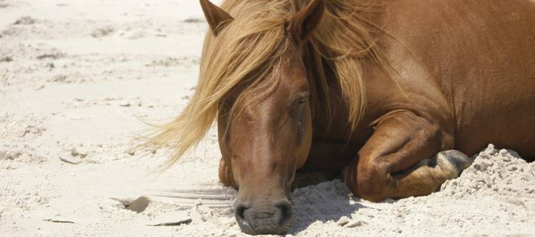Horse laying down in sand