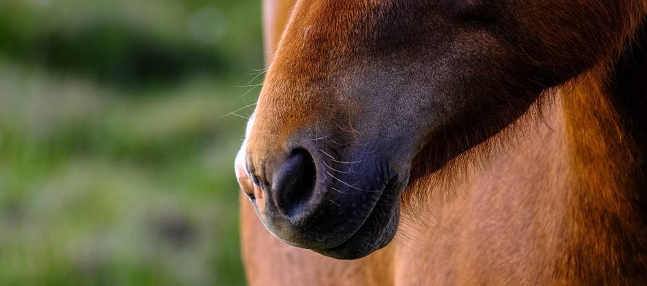 Close-up of horse's muzzle