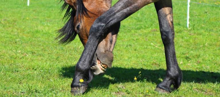Horse itching leg