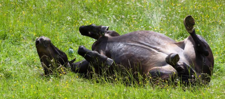Horse rolling in grass