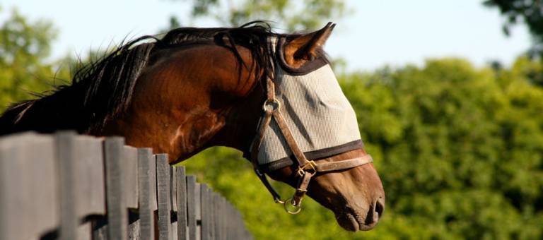 Horse wearing a fly mask looking over a fence
