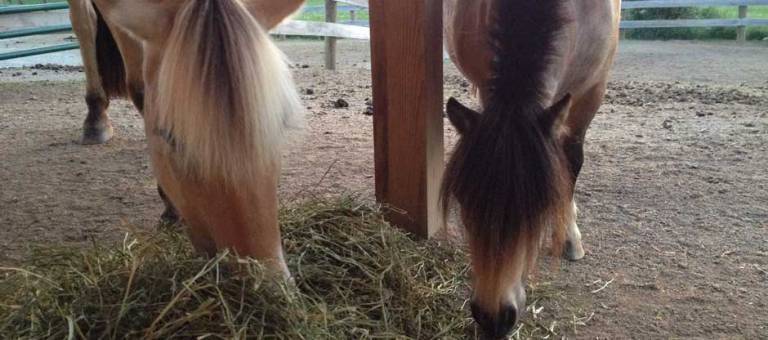 Fjord and Miniature Horse eating hay off the ground.