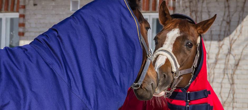 Horses touching noses