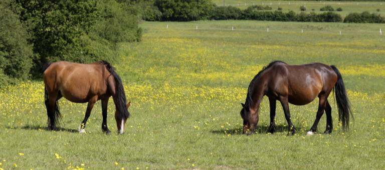 Horses grazing in field with buttercups