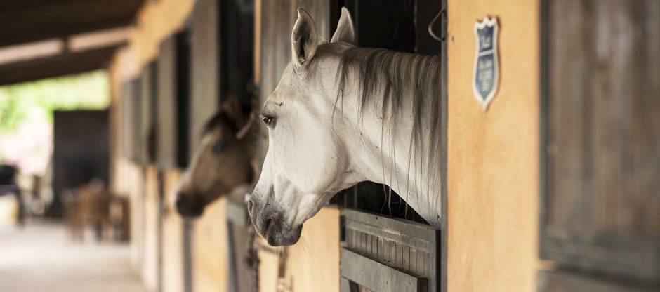 Horse looking out over stall door