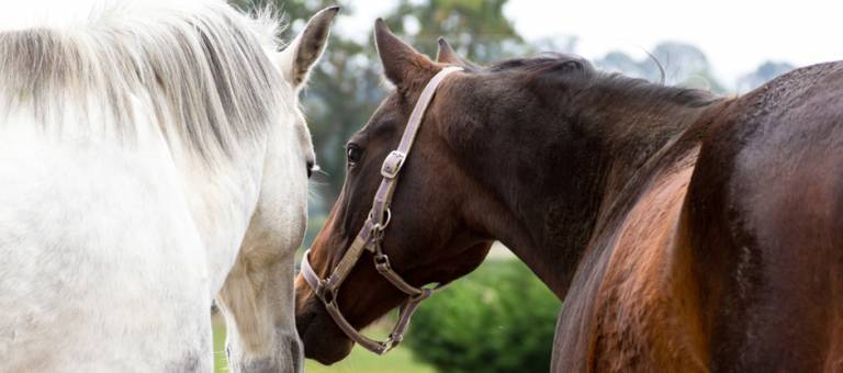Horses touching muzzles