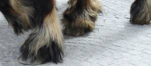 Close-up of horse's hooves and feathers