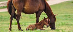 Mare grazing while foal naps