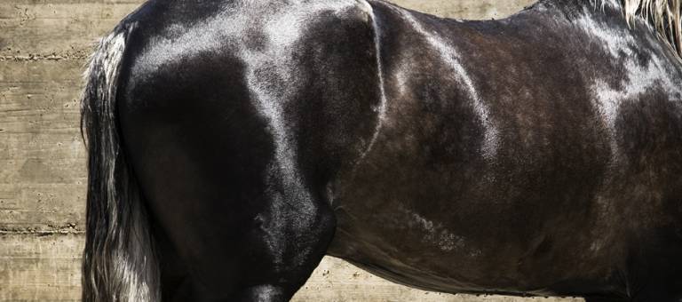 Shiny horse with dapples