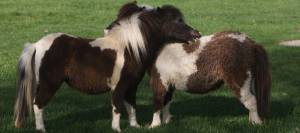 Miniature horses engaged in mutual grooming