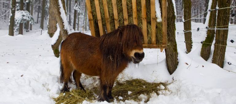 Miniature horse eating hay in winter