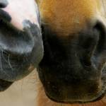 Close-up of two horses' muzzles