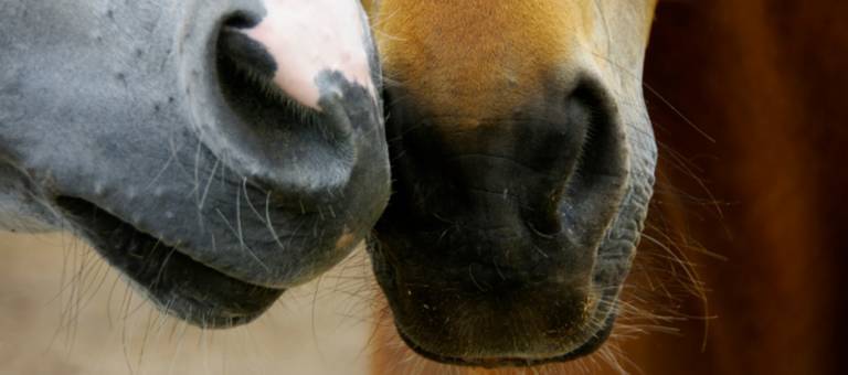 Close-up of two horses' muzzles