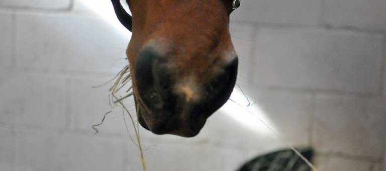 Close-up photo of a horse's muzzle eating hay in his stall