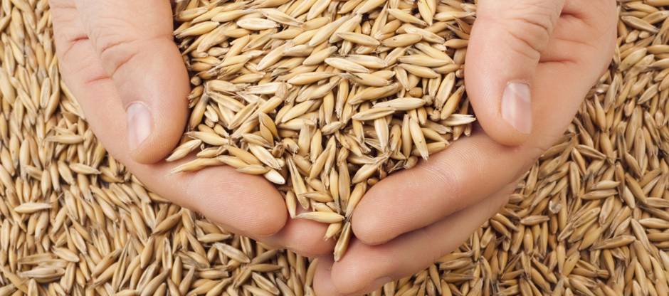A handful of oats