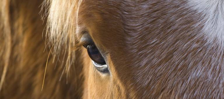 Close-up of senior horse's eye