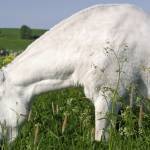 Old swaybacked horse grazing in a field