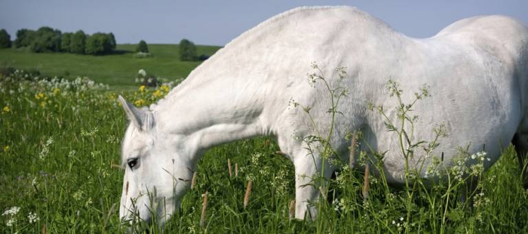 Old swaybacked horse grazing in a field