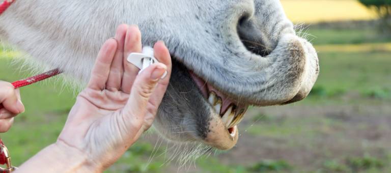 Giving horse dewormer in oral syringe