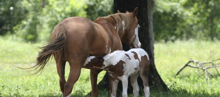 Paint mare with foal nursing