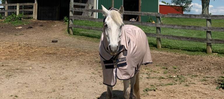 Grey pony wearing a fly sheet and standing in a drylot