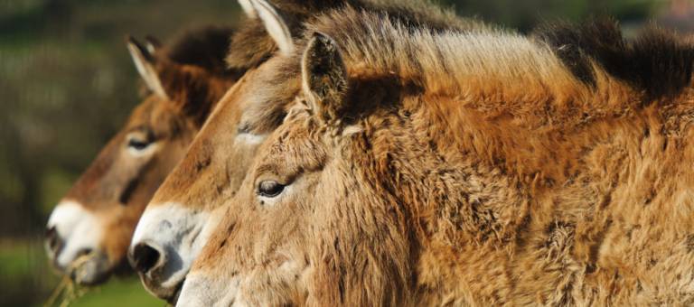 Przewalski’s horse foals born at zoo