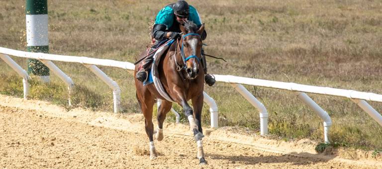 Racehorse galloping on a training track during morning workouts.