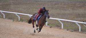 Racehorse exercising on track.