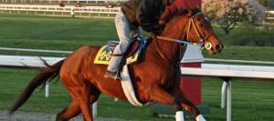 Racehorse exercising on track