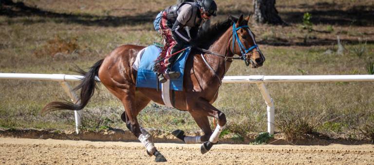 Racehorse galloping on track during morning workout.
