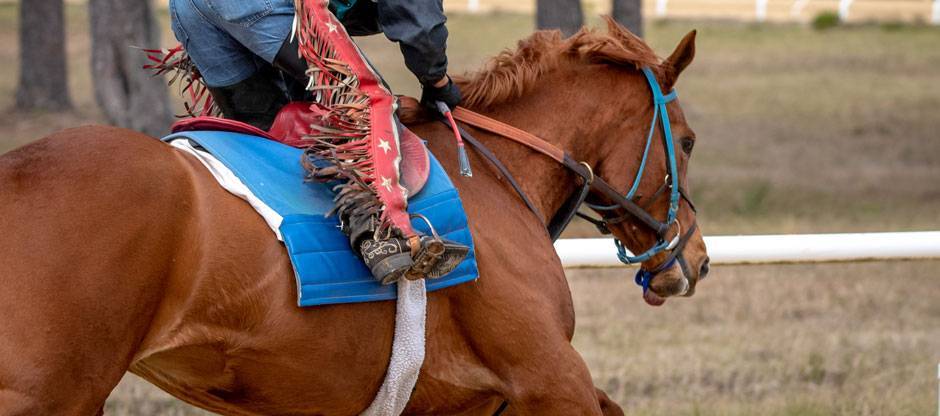 Side view of a chestnut racehorse working out on the track