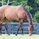KER research horse grazing in a pasture.