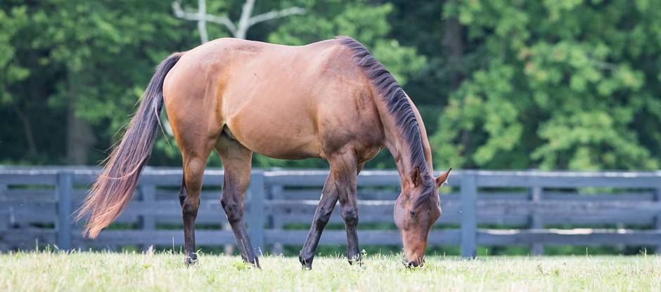 KER research horse grazing in a pasture.