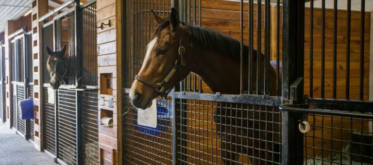 Horses in stalls at Thoroughbred nutrition research farm