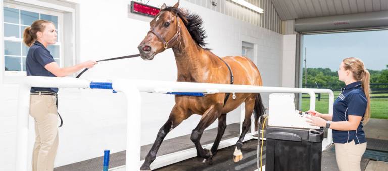 Horse galloping on treadmill with flared nostrils