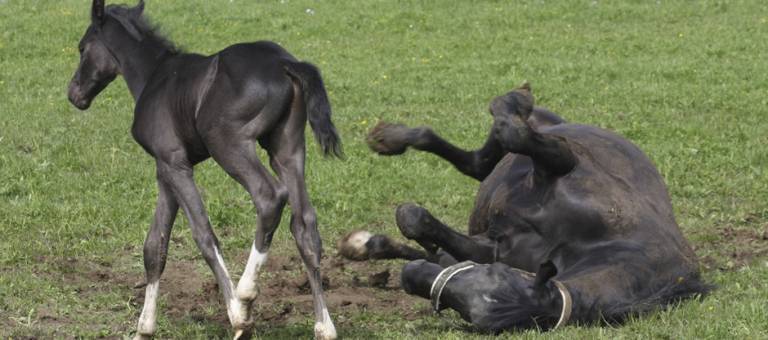 Mare rolling next to foal
