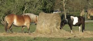 Horses eating a round bale of hay