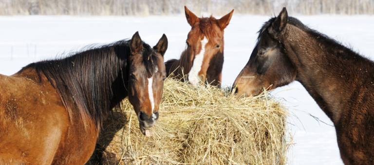 Horses eating from a round bale in winter
